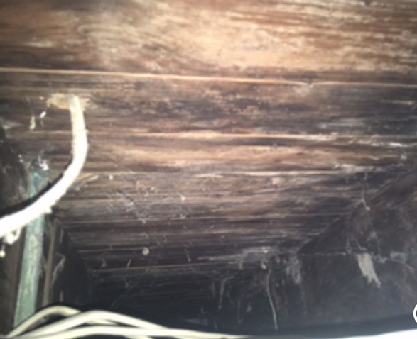 Before mold remediation