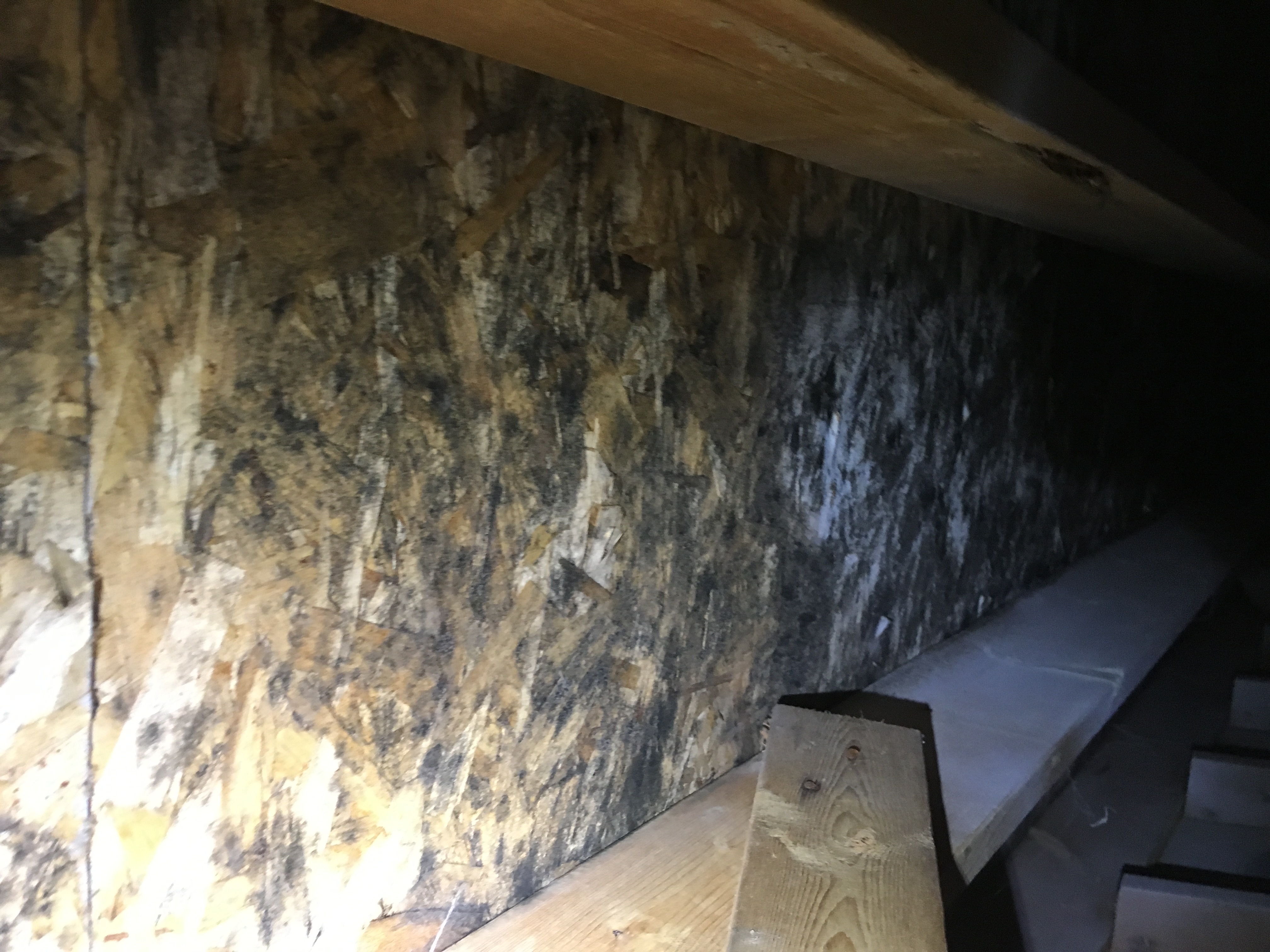 Before mold remediation