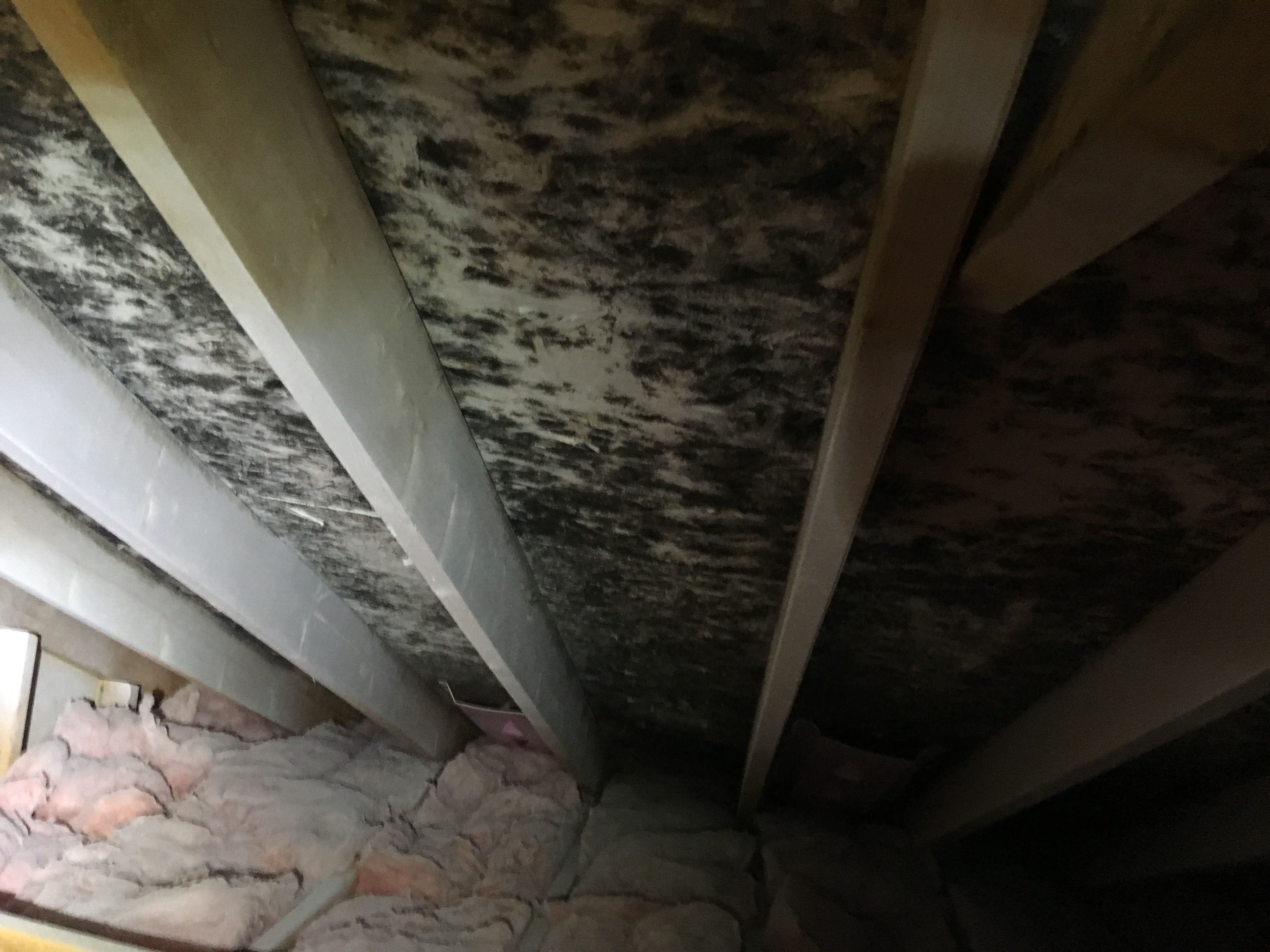 Before mold remediation
