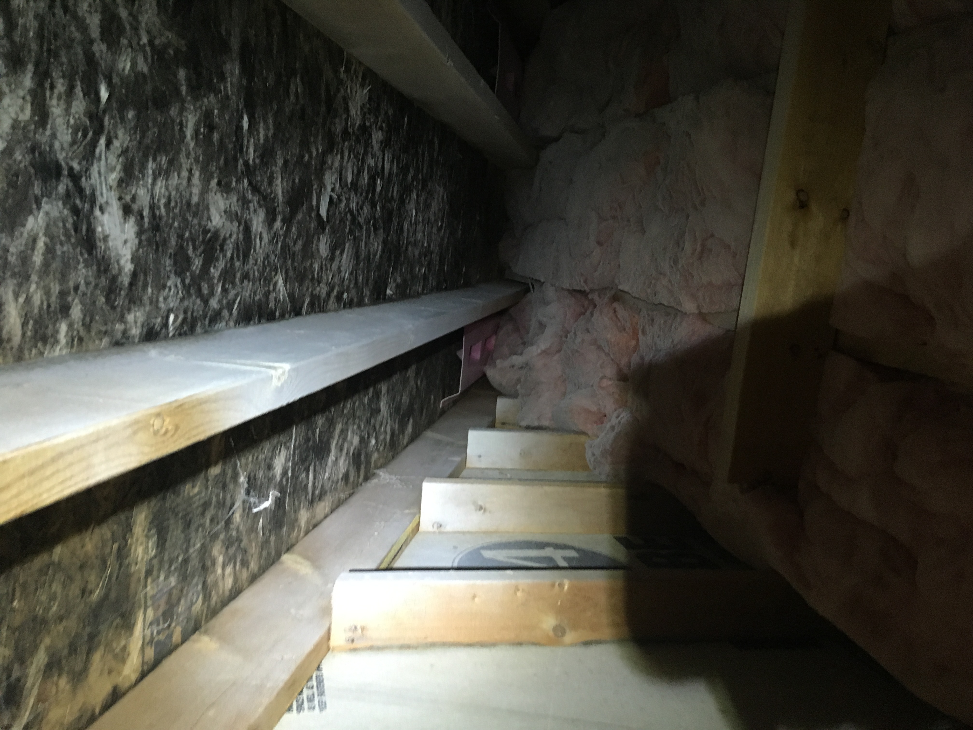 Before mold remediation